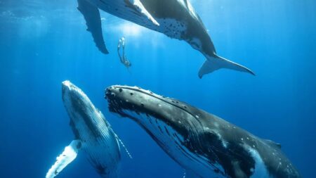 Cientistas finalmente descobrem como as baleias “cantam” suas canções misteriosas