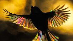 Fotos raríssimas: as asas do chapim-azul brilham com todas as cores do arco-íris – é mágico