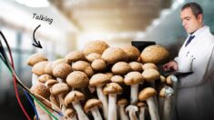 Cientistas usam eletrodos para descobrir que os fungos falam palavras e possuem sua própria língua – em alguns aspectos, como o inglês
