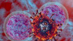 As células imunológicas são as mais suscetíveis às infecções pulmonares por COVID, diz estudo de Stanford
