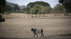 El Niño e insegurança existente agravam crise alimentar na América Latina
