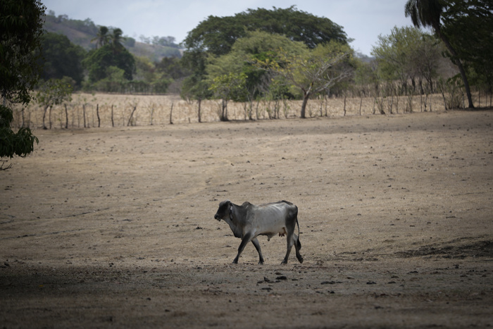 El Niño e insegurança existente agravam crise alimentar na América Latina