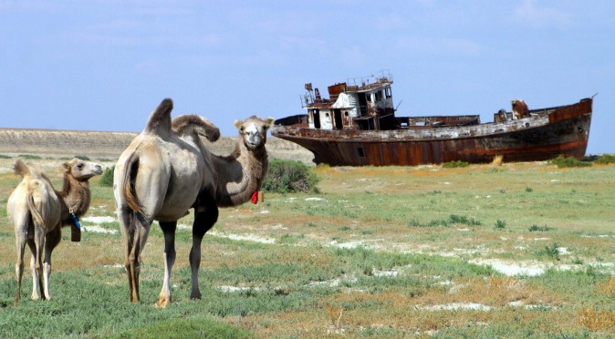 A picture taken 04 August shows camels passing by a rusty shipwrecks at the place called "Sheeps cemetery" in Dzhambul settlement, some 64 kms from town of Aralsk. The ecological disaster on Aral Sea, which had been drying up for the past 40 years, was reached in 1987, when salted lake, which had once been the world's fourth largest, split into two unequal parts. (Photo credit should read VYACHESLAV OSELEDKO/AFP/Getty Images)
