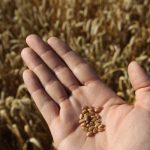 Mundo tem apenas ’10 semanas’ de suprimento de trigo armazenado, alerta analista