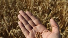 Mundo tem apenas '10 semanas' de suprimento de trigo armazenado, alerta analista