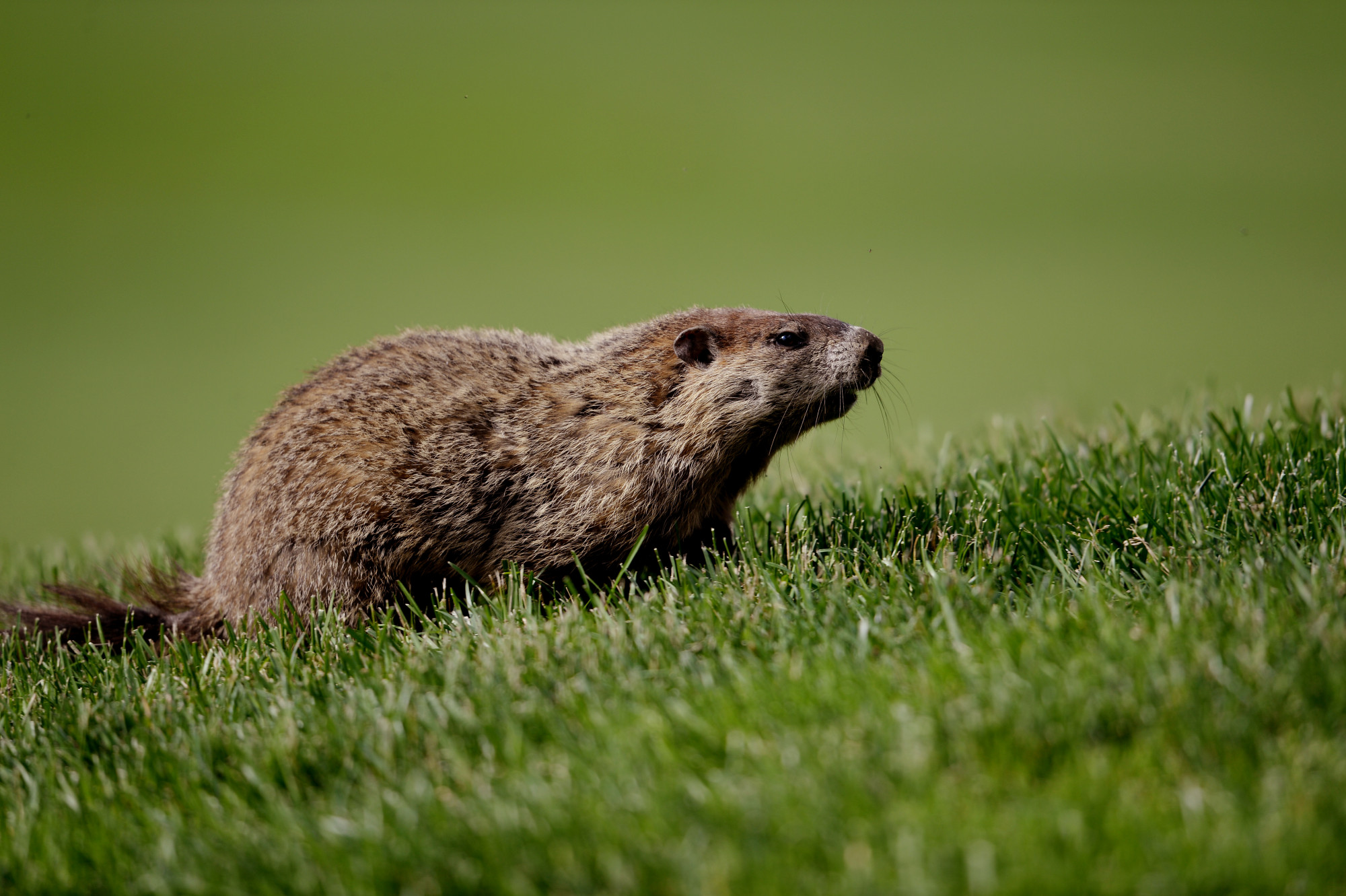 Uma marmota, membro da família da marmota, em Ardmore, Pensilvânia, em 14 de junho de 2013 (Ross Kinnaird / Getty Images)