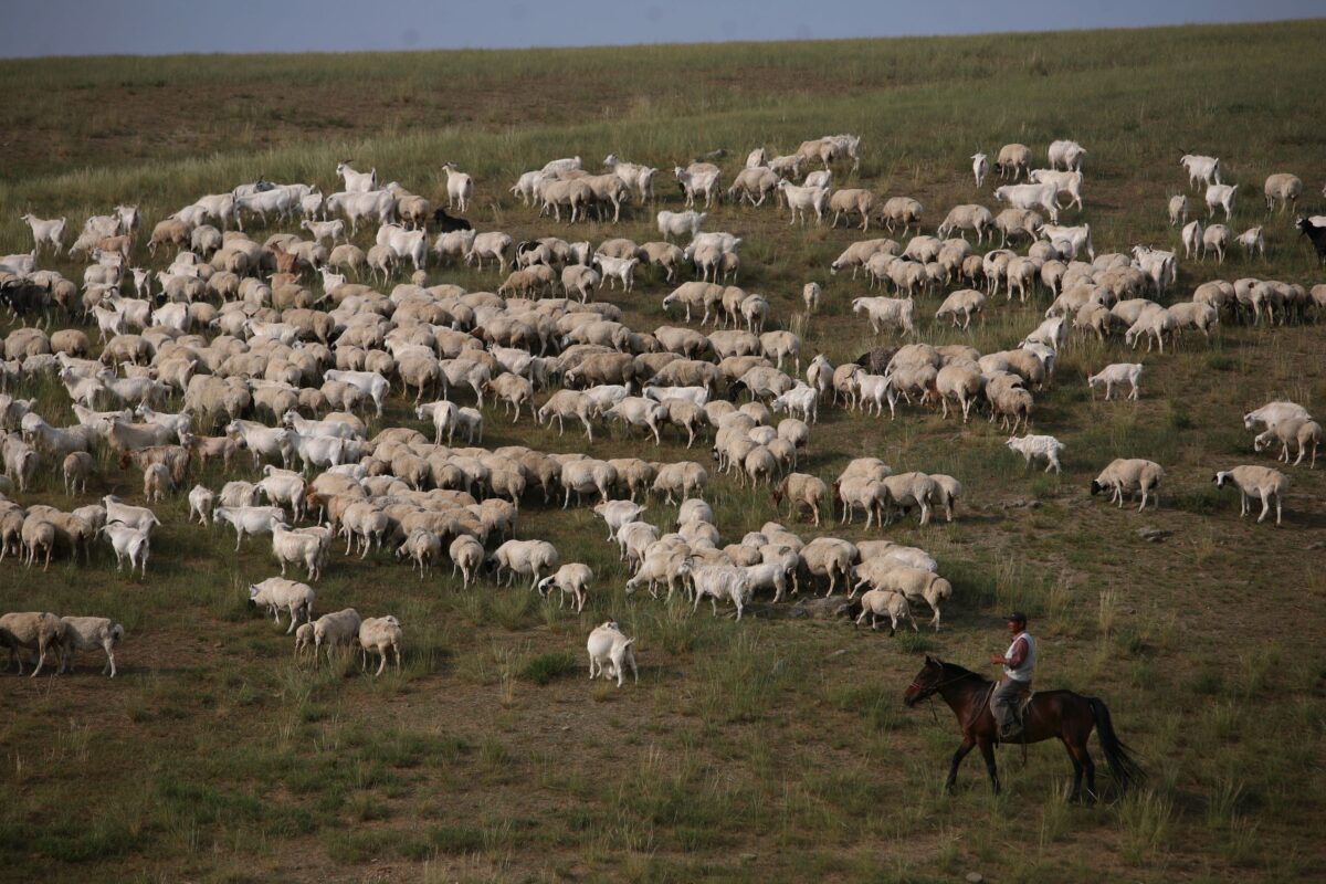 Um pastor cria ovelhas em Xilinhot, na Região Autônoma da Mongólia Interior da China, em 8 de agosto de 2006 (China Photos / Getty Images)