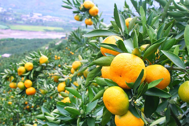 A casca de tangerina fortalece o estômago, e atua na limpeza do excesso de muco (Wikimedia Commons)