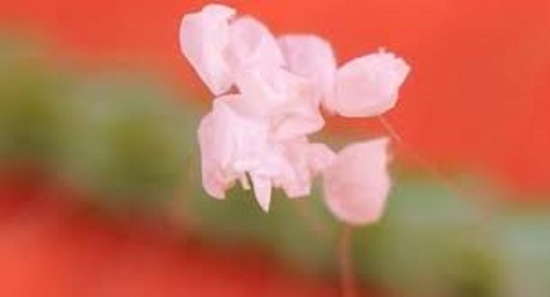 Flores de Udumbara crescendo sobre outra flor, fotografadas por meio de microscópio (Dr. Li/ Malásia)