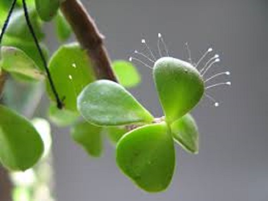 Flores de Udumbara crescendo nas folhas de outra planta (Epoch Times)