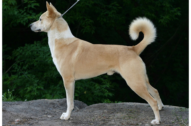 Os cães nas gravuras se assemelham a raça moderna canaã (Wikimedia.org/Wikipedia Commons)